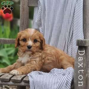 Daxton, Cavapoo Puppy